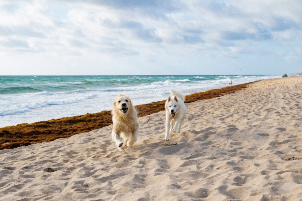 pet-friendly beaches in florida