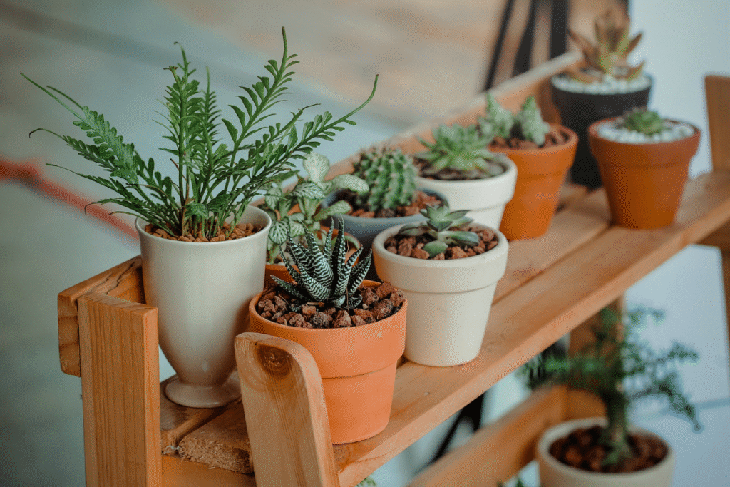 plant pots