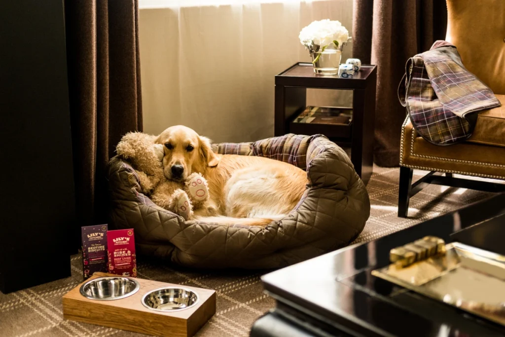 Pet Friendly Hotel in Finland